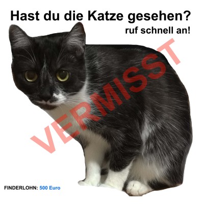 GEFUNDEN! Vermisste Katze in 1160 Wien, farbe: schwarz weiss, klein, kurze Haare. Finderlohn:500 Euro - Bitte um Hilfe !
