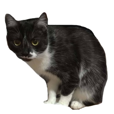 GEFUNDEN! Vermisste Katze in 1160 Wien, farbe: schwarz weiss, klein, kurze Haare. Finderlohn:500 Euro - Bitte um Hilfe !